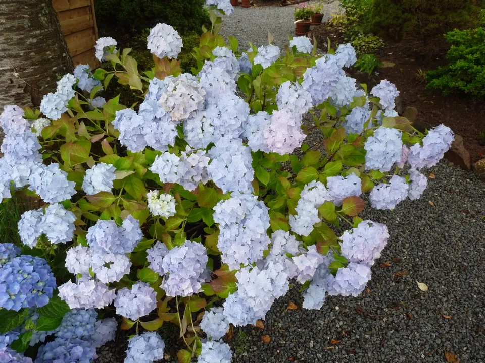 Les Hortensias du Haut Bois Frillibet hortensia fleurs rondes jardin