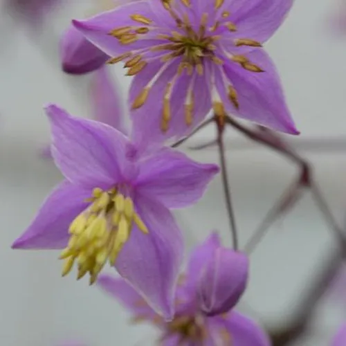 Bakker Pigamon Delavay Hinckley plante vivace pot 9cm violet