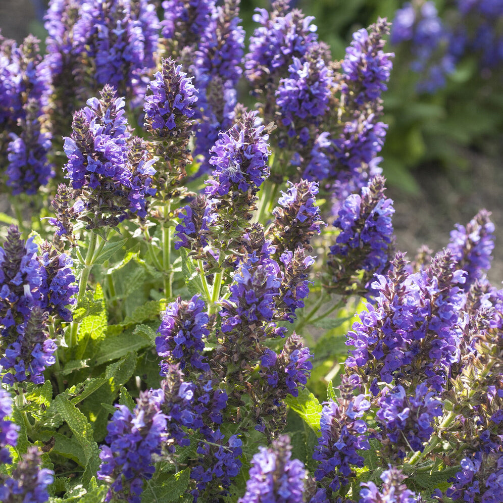 Bakker Sauge des bois Marcus vivace violette pot 9cm