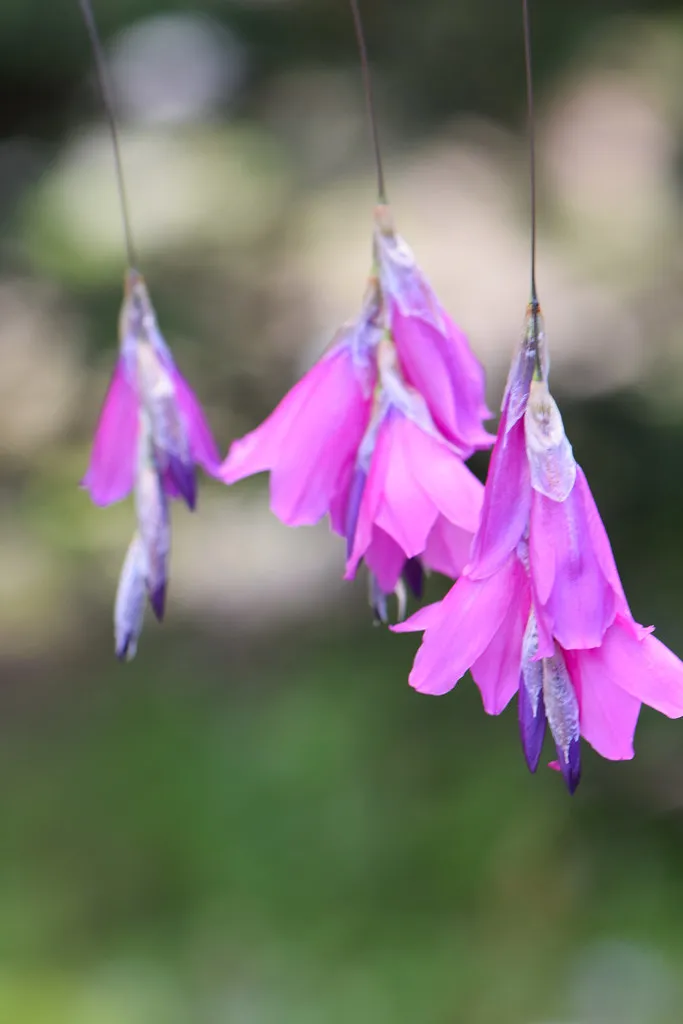 Passion Vivaces Dierama pulcherrimum plante vivace pot 1L rose tendre
