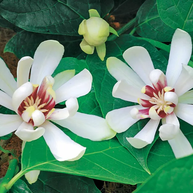 Bakker Venus arbre aux anémones arbuste pot 3L fleurs blanches
