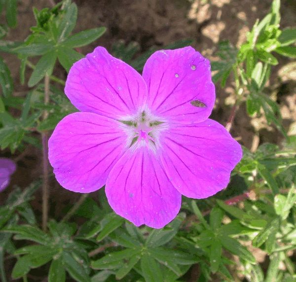 Passion Vivaces Geranium sanguineum Elsbeth géranium rose godet