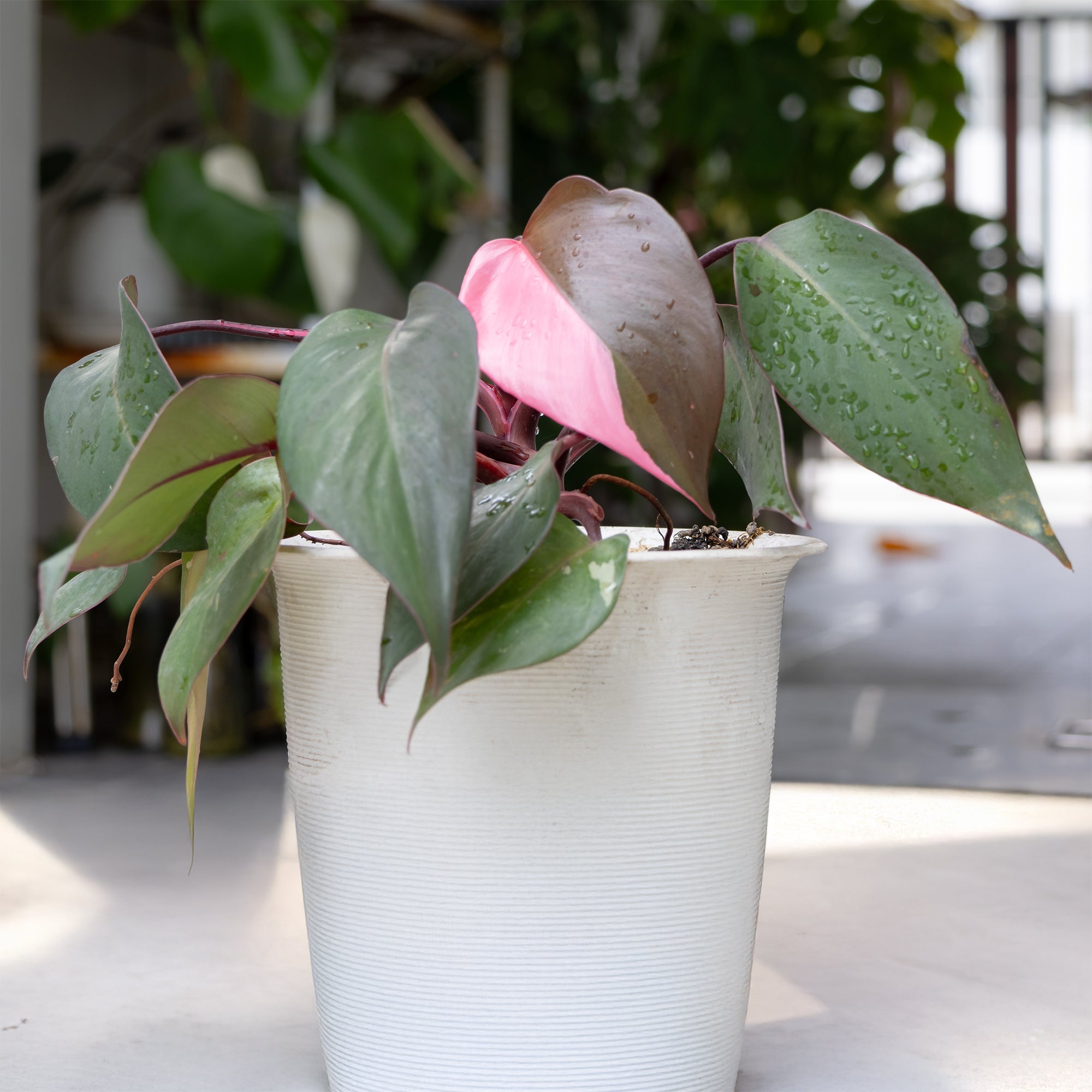 Bakker Philodendron Pink Princess plante verte pot Ø12cm rose