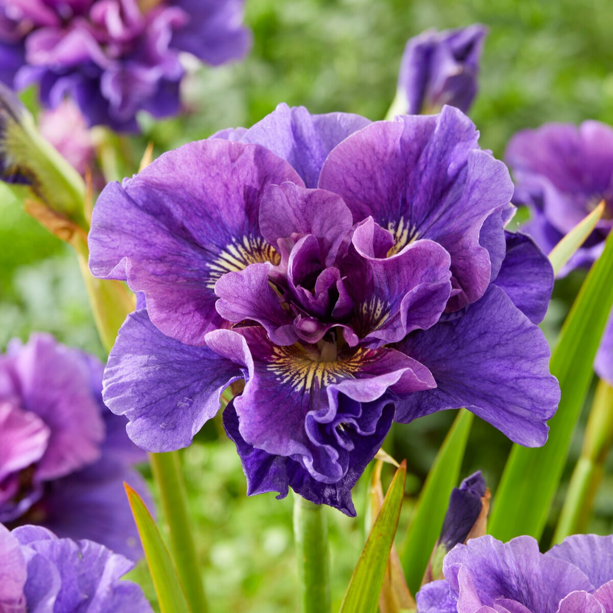 Bakker Iris de Sibérie Concord Crush vivace violet 2 racines nues
