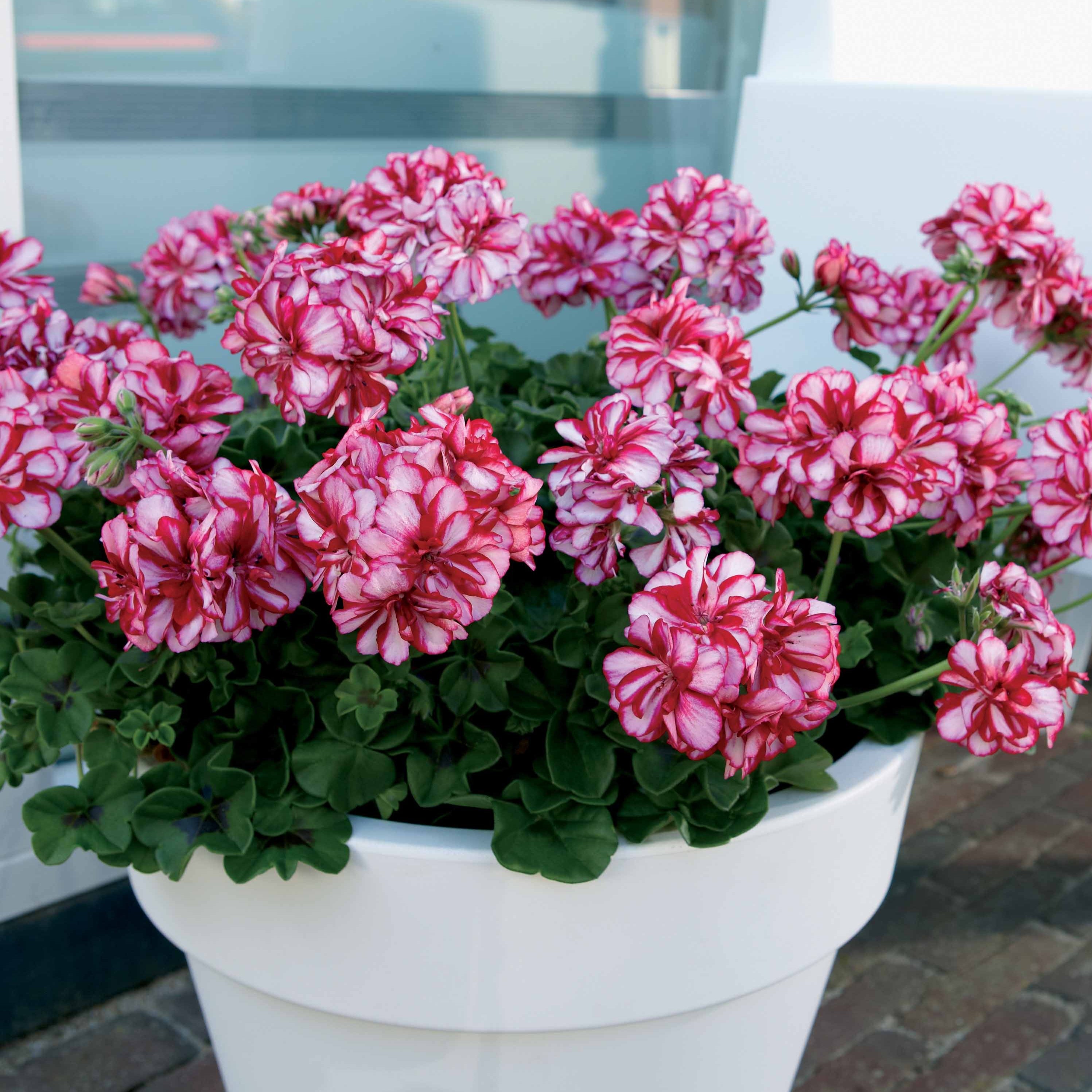 Bakker Géranium-lierre bicolore plante retombante 3 pots rouge