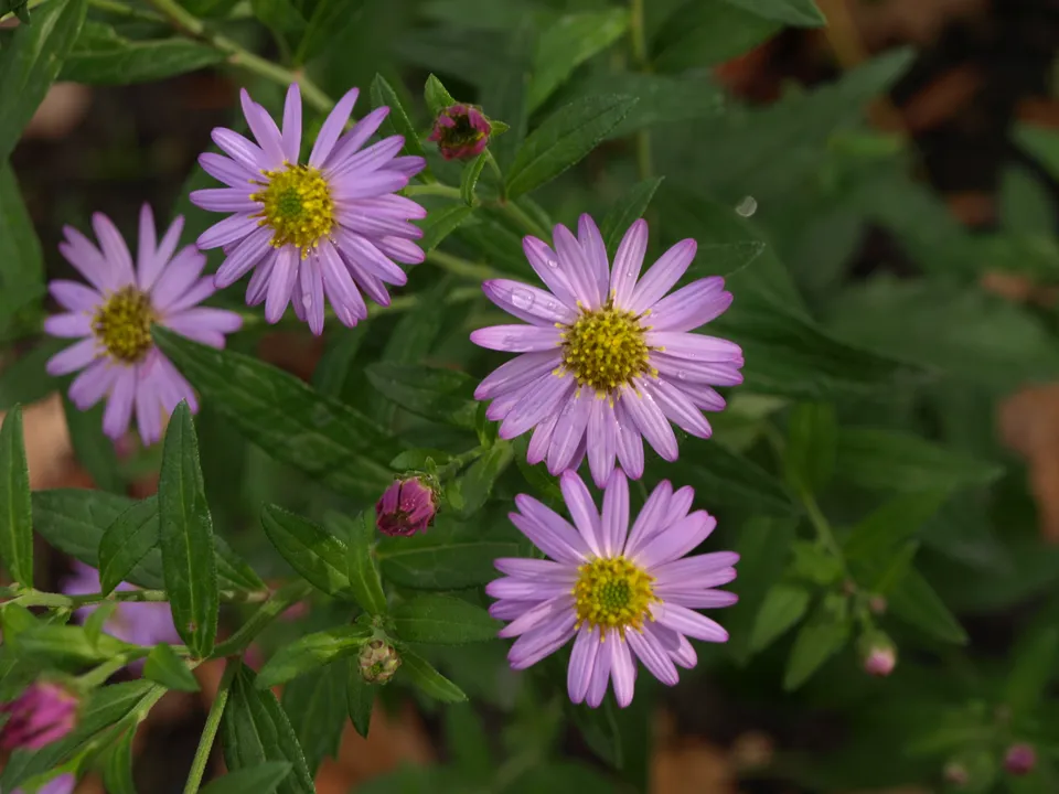 Passion Vivaces Aster ageratoides Ulma plante vivace rose bonbon godet