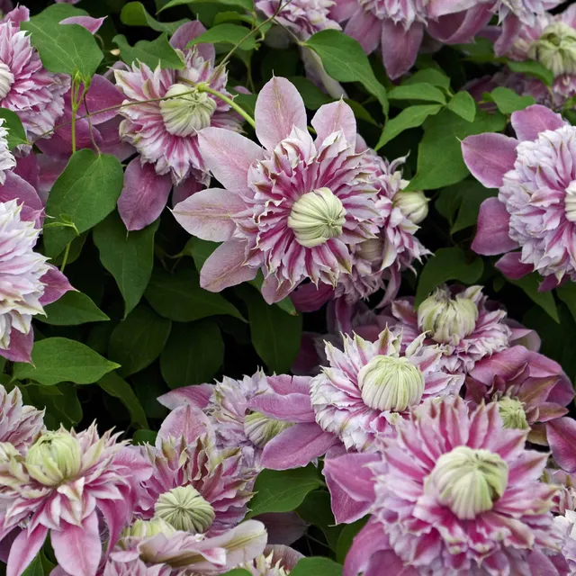 Bakker Plantes d'extérieur Clématite Joséphine plante grimpante pot 2L rose