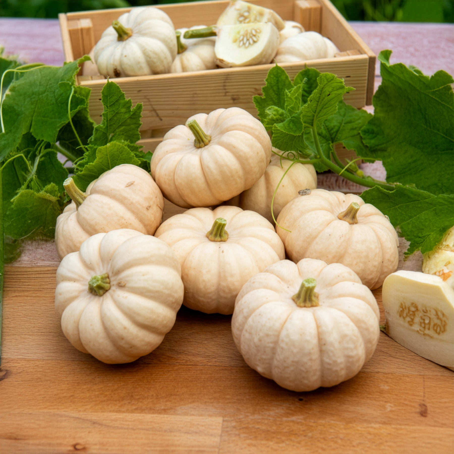Bakker Baby Boo courge blanche sachet 2g douce à farcir