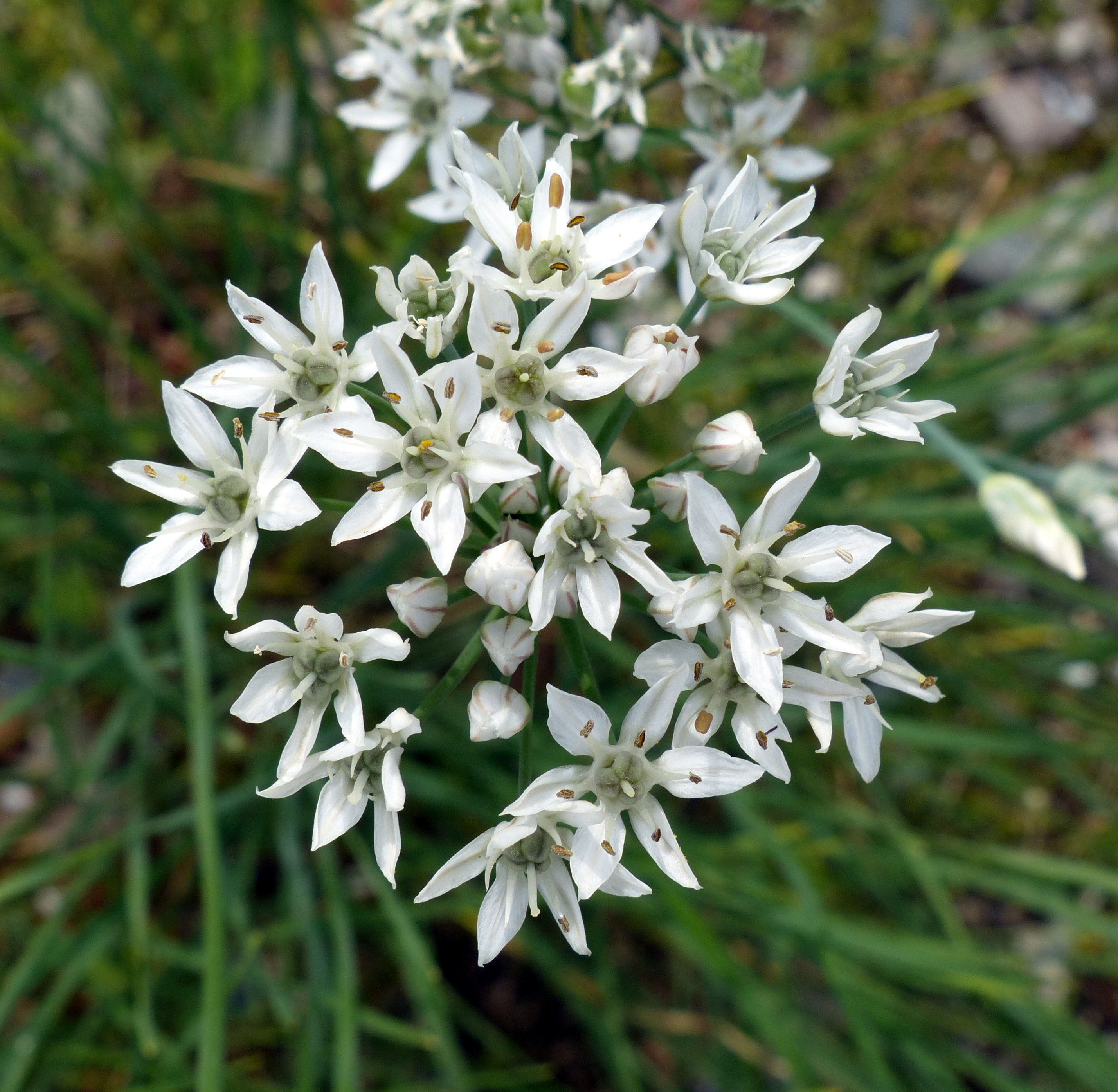 Passion Vivaces ALLIUM ramosum plante vivace godet fleurs blanches