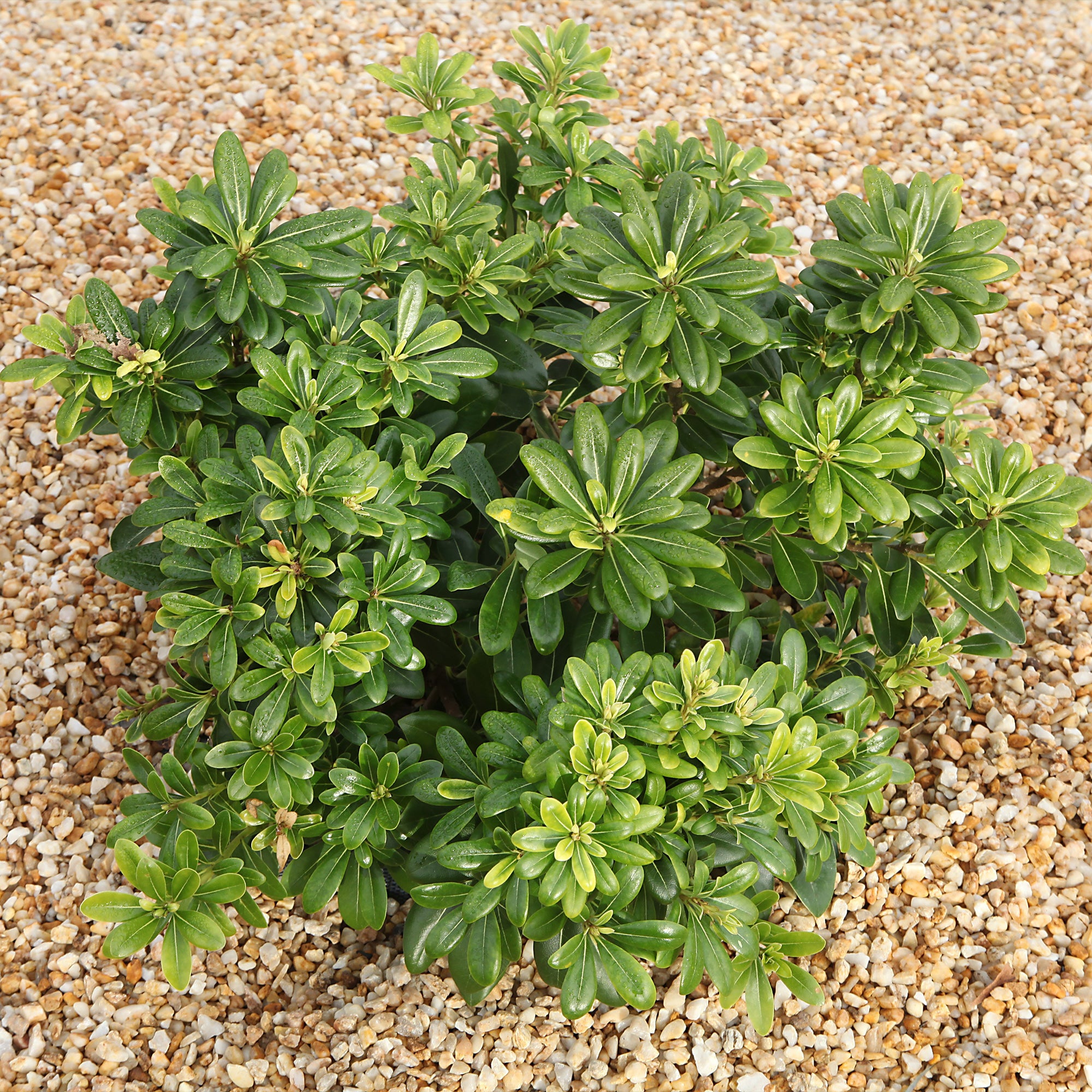 Bakker Pittosporum tobira Nana arbuste pot 2L boule persistante