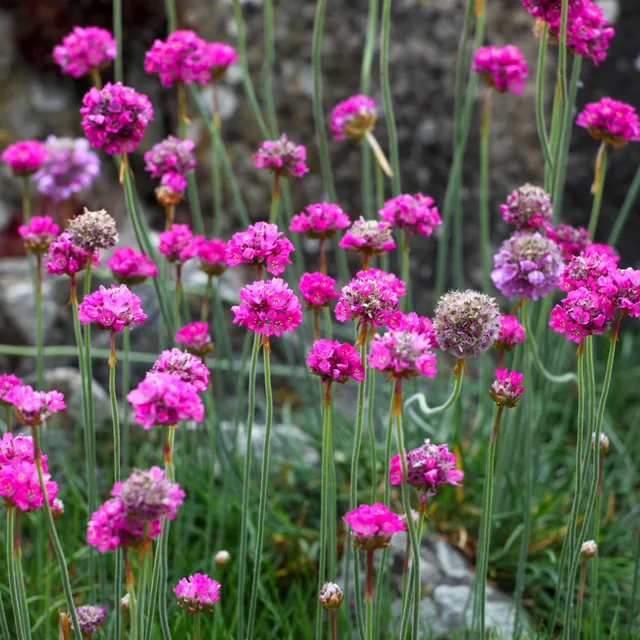 Bakker Gazon d'Espagne Splendens graine sachet 80 graines fuchsia