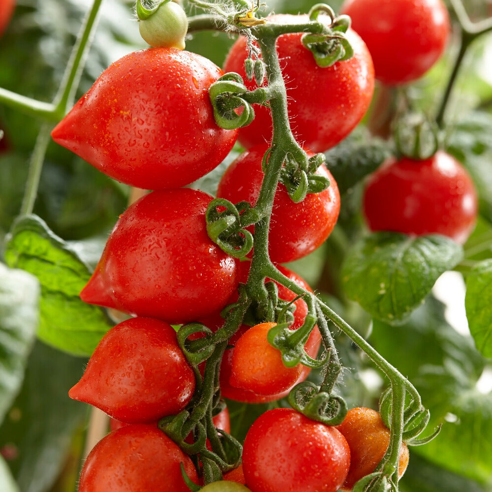 Bakker Coeur d'amour tomate cerise sachet 15 graines