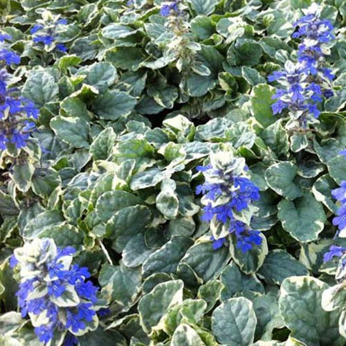 Bakker Bugle Variegata pot Ø9cm couvre-sol fleur bleue