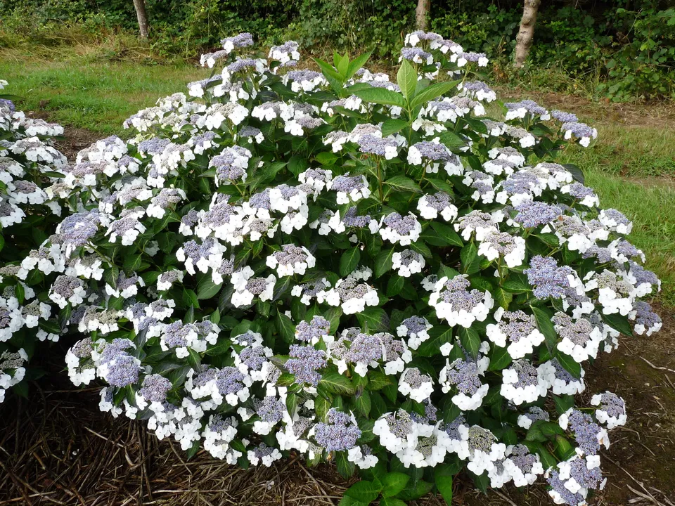Les Hortensias du Haut Bois Belzonii hortensia serrata godet massif