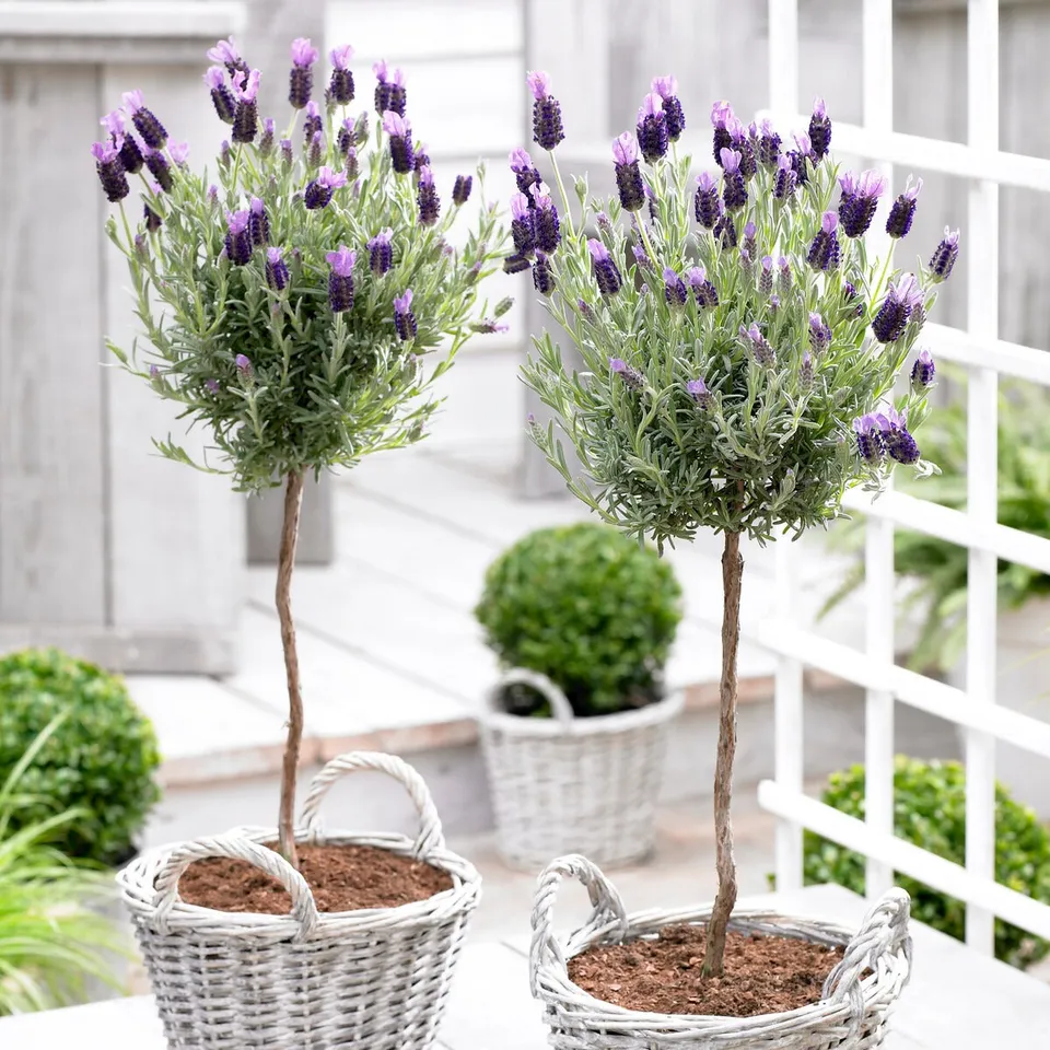 Bakker Lavande papillon sur tige pot 15cm 50-60 cm