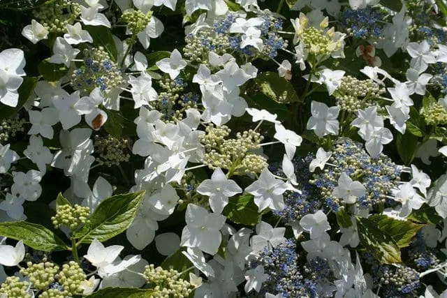 Les Hortensias du Haut Bois Lanarth White hortensia blanc fleurs plates