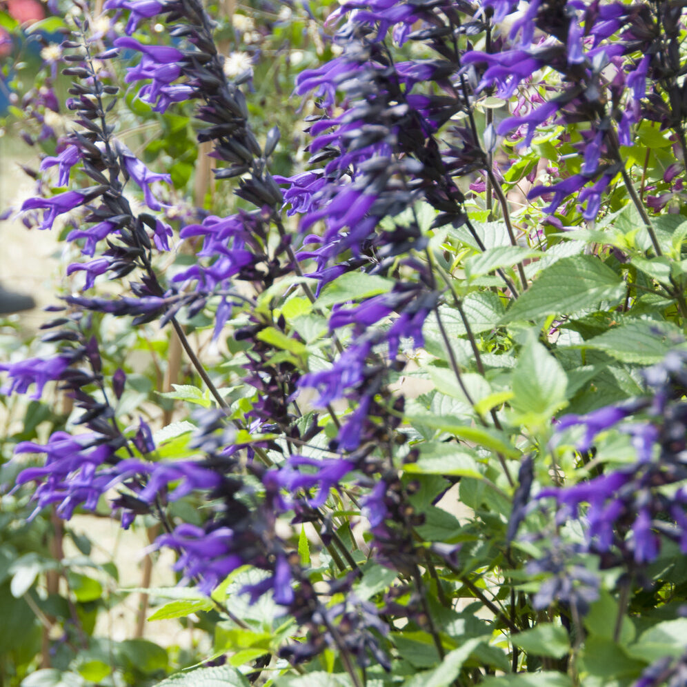 Bakker Sauge Amistad vivace violette pot 9cm