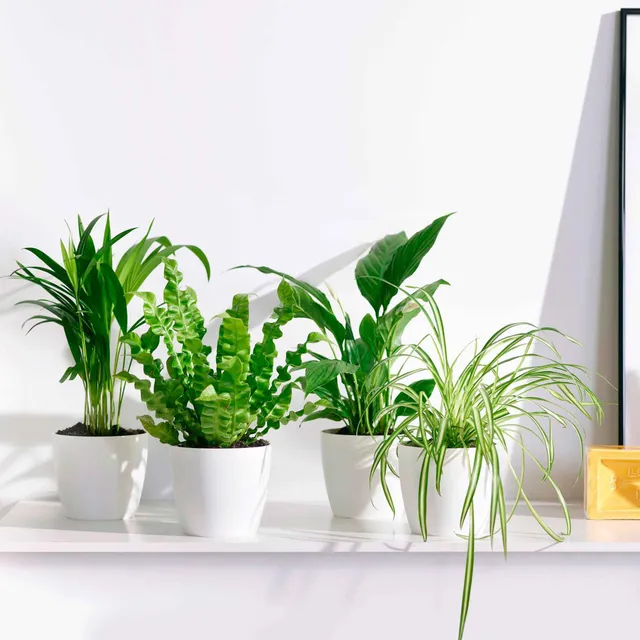 Bakker Plantes d'intérieur Collection dépolluantes 8 pots blancs faciles