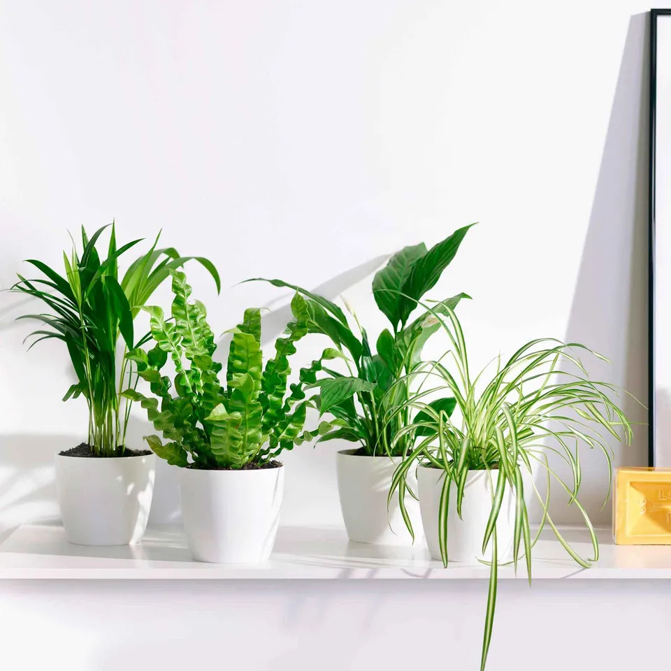 Bakker Plantes d'intérieur Collection dépolluantes 8 pots blancs faciles
