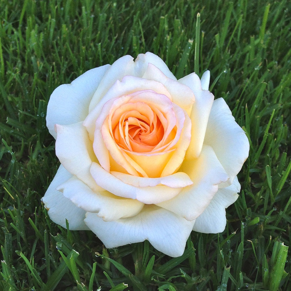 Bakker Rosiers Anastasia rosier blanc pot 4L parfumé résistant