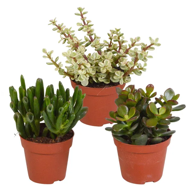 Bakker 3 Mélanges de crassulas plante grasse 3 pots 8,5 cm