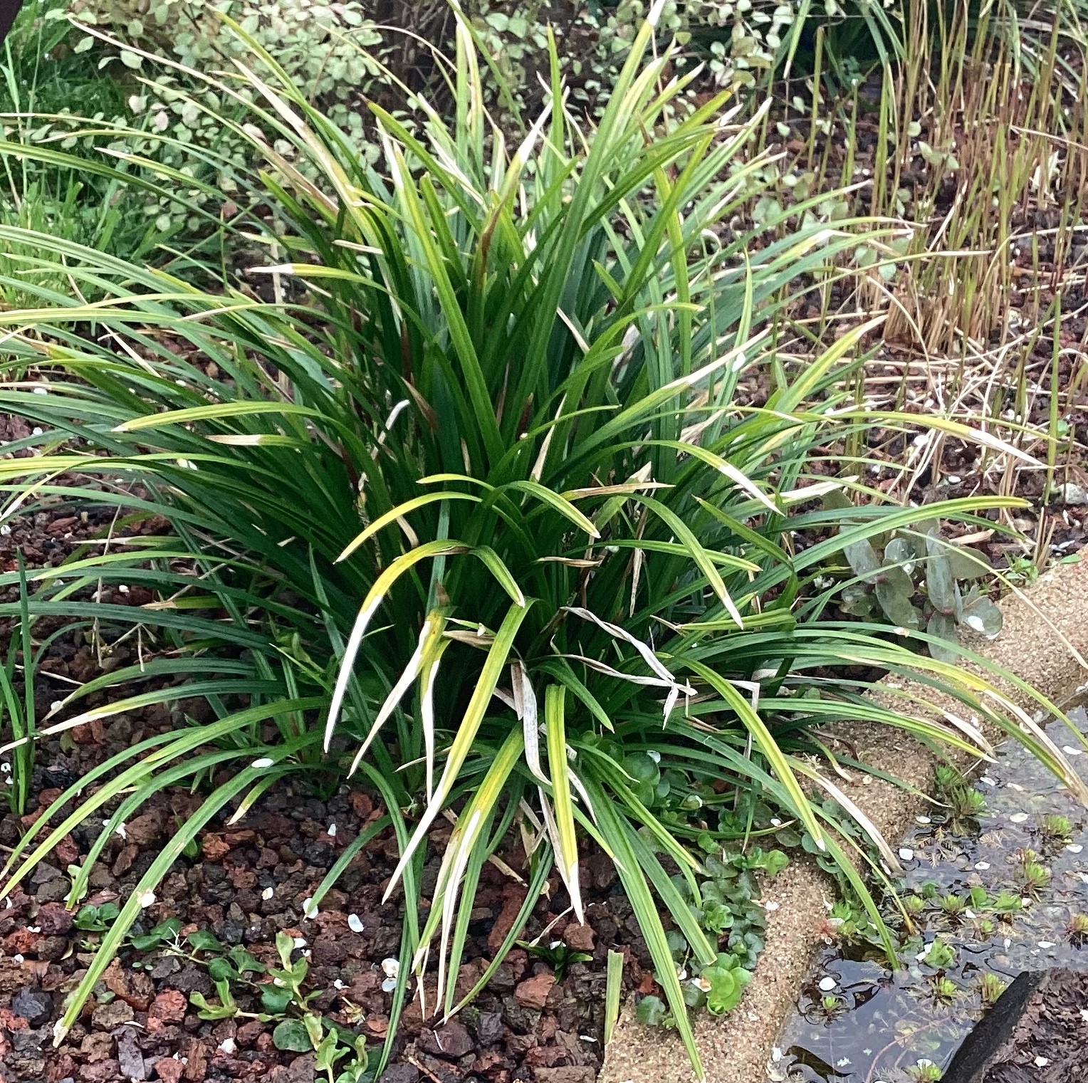 Passion Vivaces Carex Irish Green plante godet feuillage vert