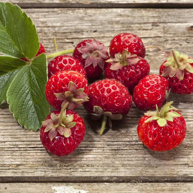 Bakker Framberry fraisier lot 2 pots 7cm goût framboise