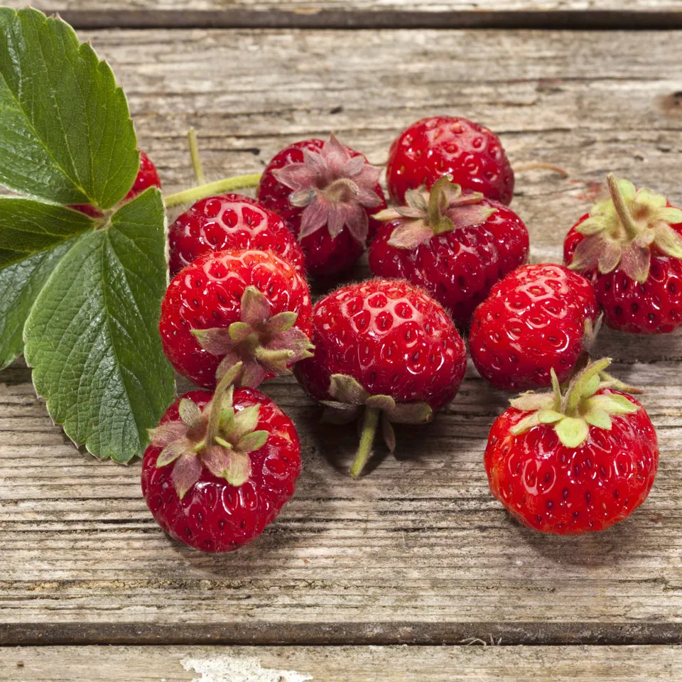 Bakker Framberry fraisier lot 2 pots 7cm goût framboise