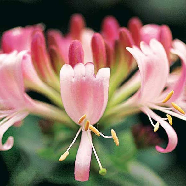 Bakker Chèvrefeuille Serotina plante grimpante 2L 40-50cm