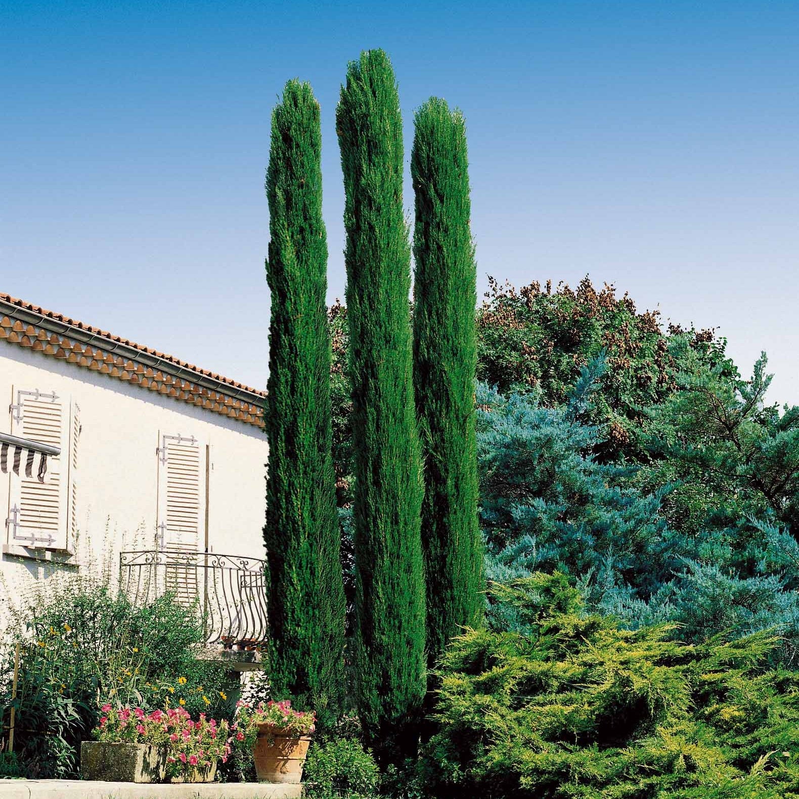 Bakker Arbustes Collection 3 cyprès céanothe albizia 3 pots