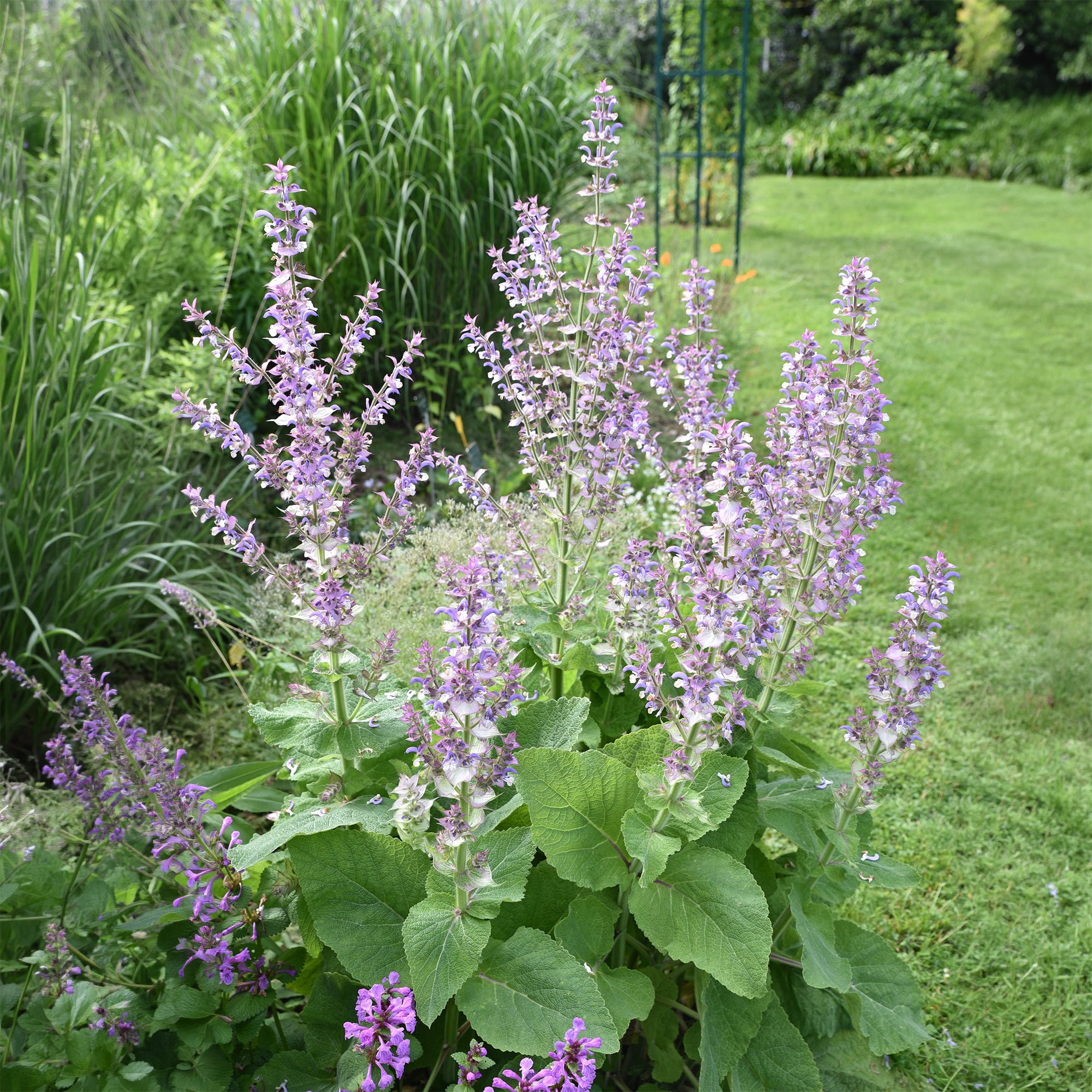 Bakker Vivaces Sauge sclarée violet pot 9cm