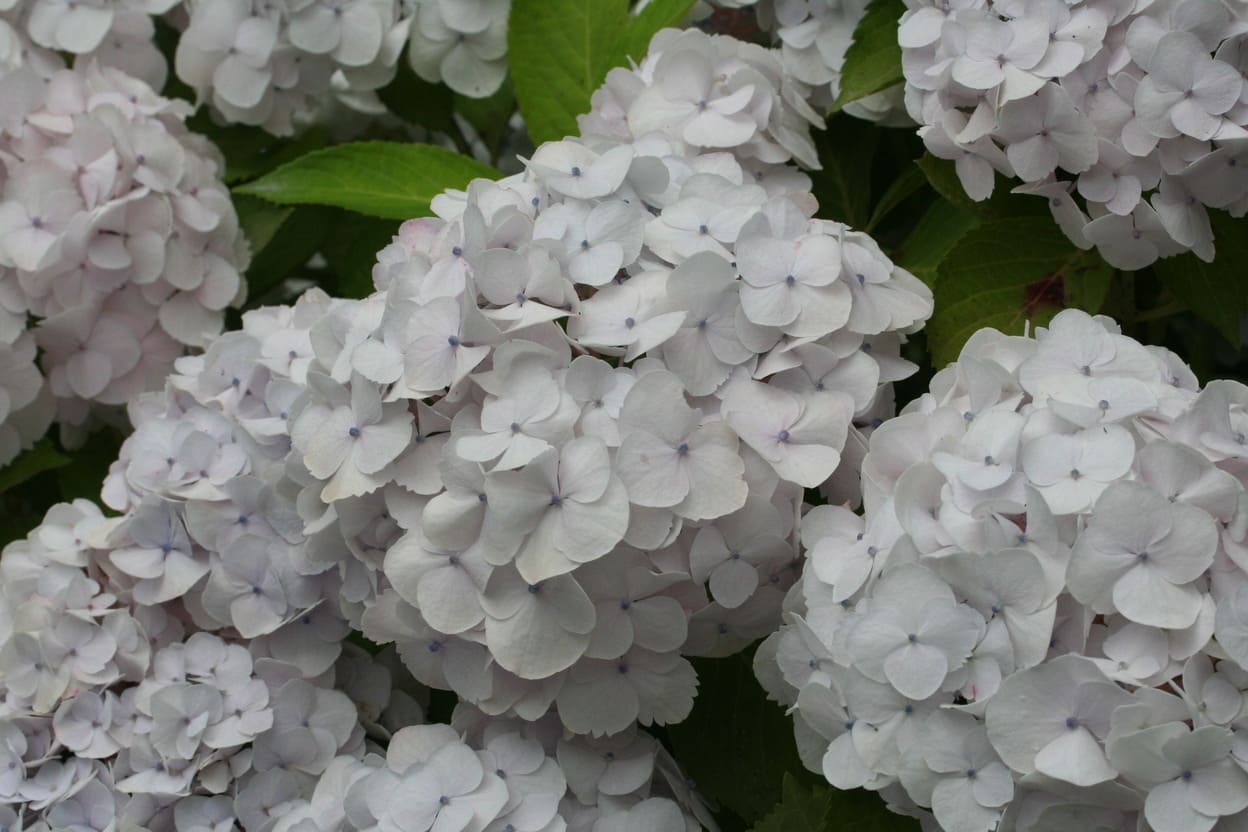 Les Hortensias du Haut Bois Rahic hortensia macrophylla boule godet