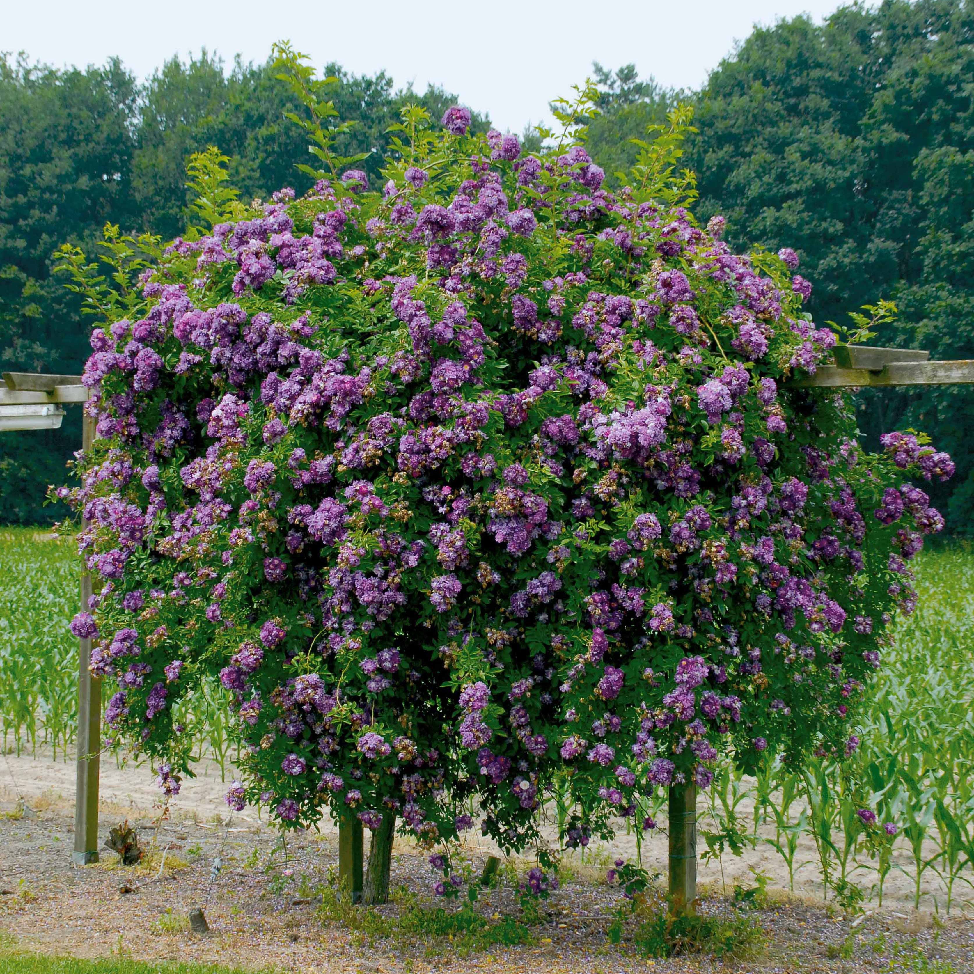Bakker Veilchenblau rosier bleu violet tige 140cm
