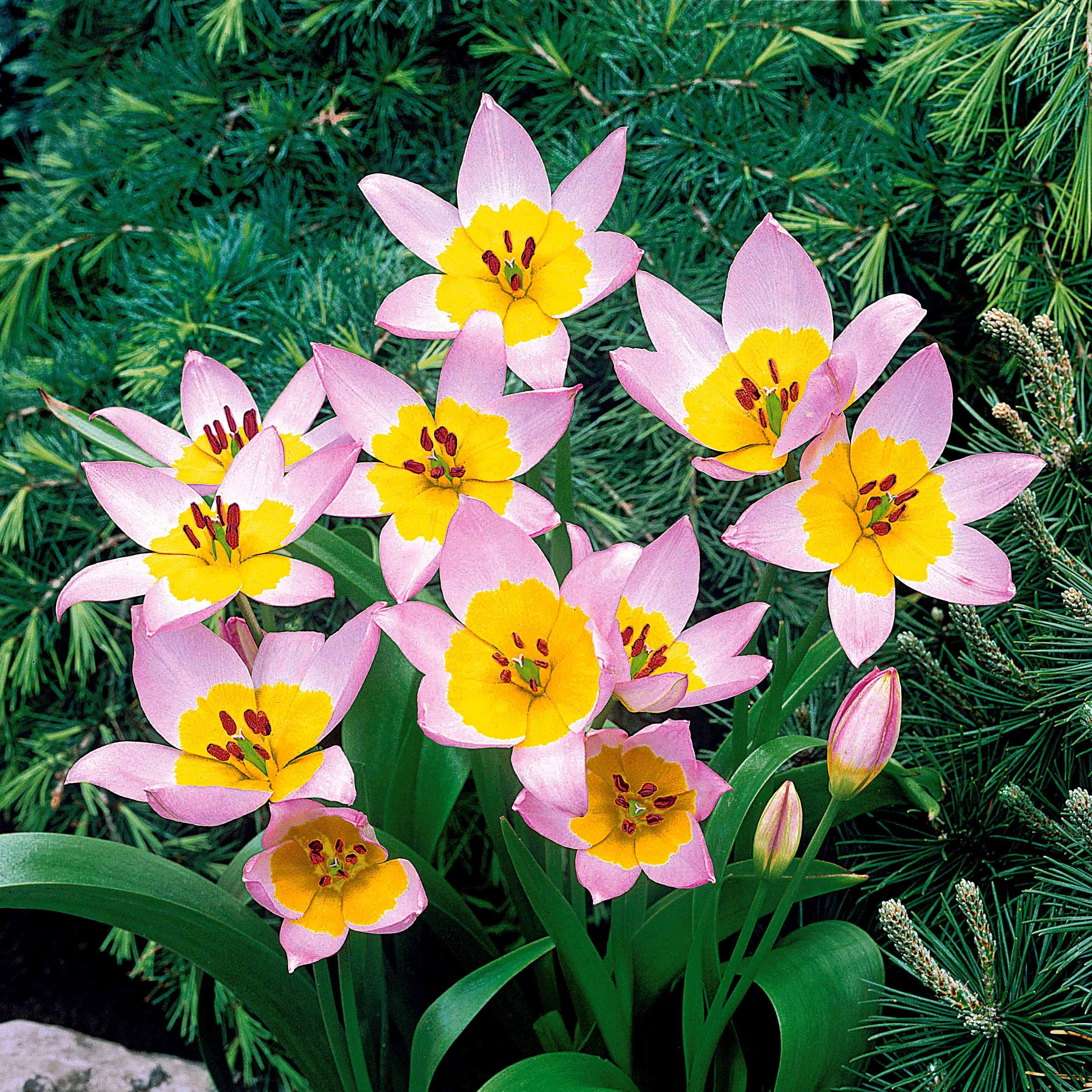 Bakker Tulipe Lilac Wonder botanique rose sachet 10