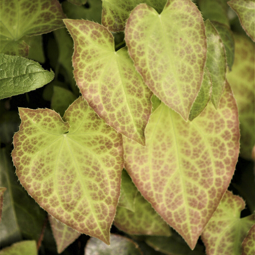 Bakker Epimedium rouge plante vivace pot Ø 9cm fleurs roses
