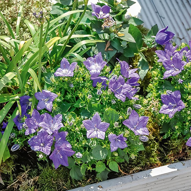 Bakker Vivaces Campanule des Carpates plante pot 9cm violette