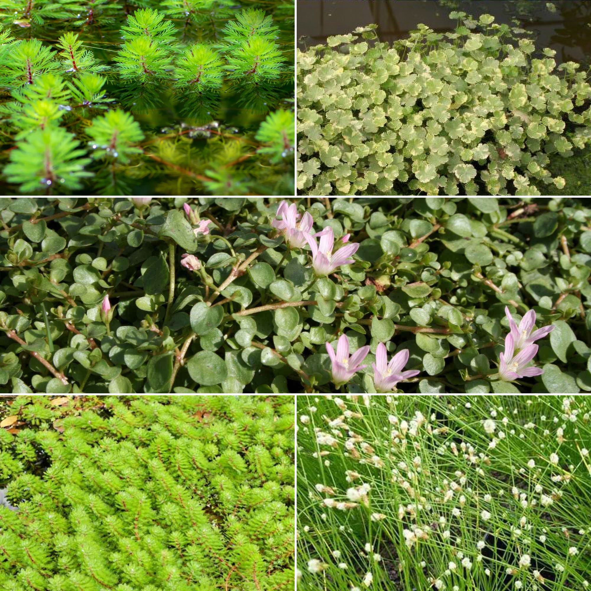 Bakker Mélange 5 plantes de bassin oxygénantes pots Ø11cm