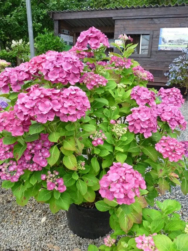 Les Hortensias du Haut Bois Pirate hortensia fleurs rondes godet