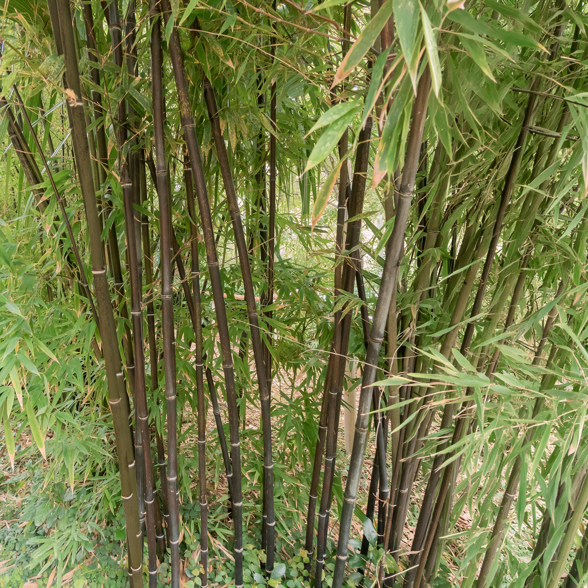 Bakker Bambou traçant noir Phyllostachys nigra pot 2L cannes noires