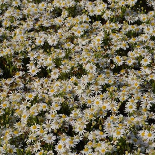 Bakker Starshine astère nain blanc pot 9cm automne