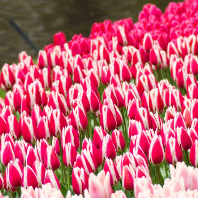 Bakker Candy Apple Delight tulipes Darwin 8 bulbes roses