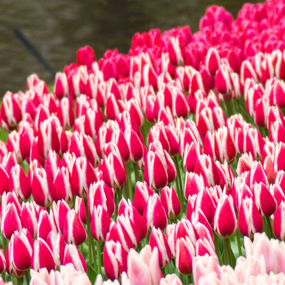 Bakker Candy Apple Delight tulipes Darwin 8 bulbes roses
