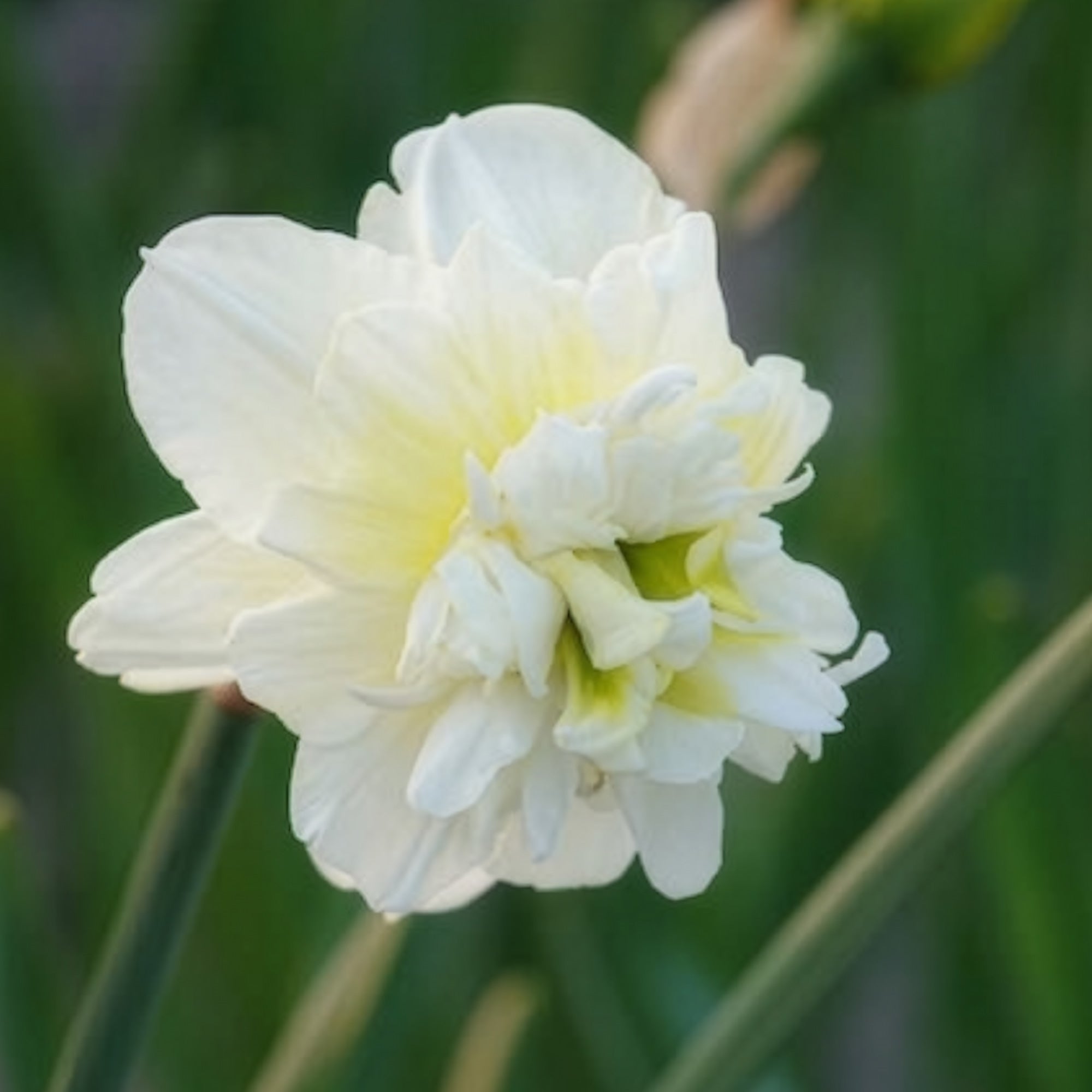 Bakker Obdam narcisse double 10 bulbes blanc parfumé