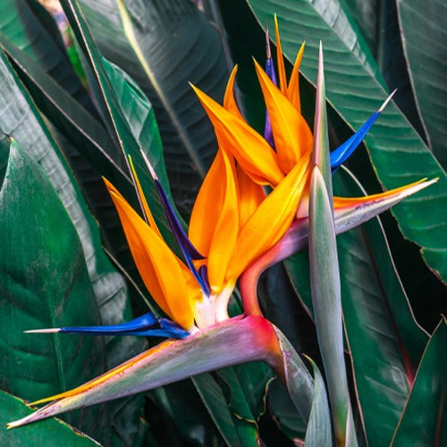 Bakker Oiseau du paradis Strelitzia plante intérieur pot 1L orange