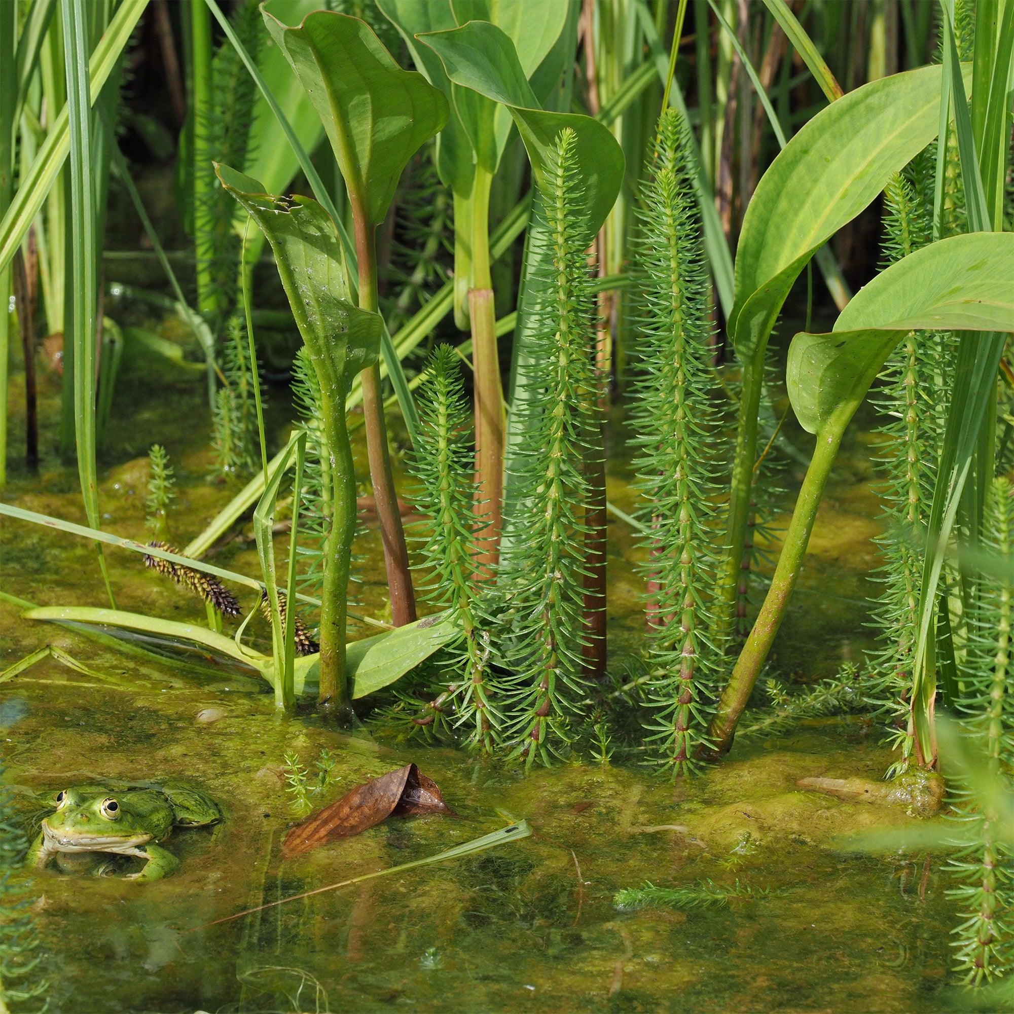 Bakker Pesse d'eau plante de bassin pot Ø 11cm oxygénante
