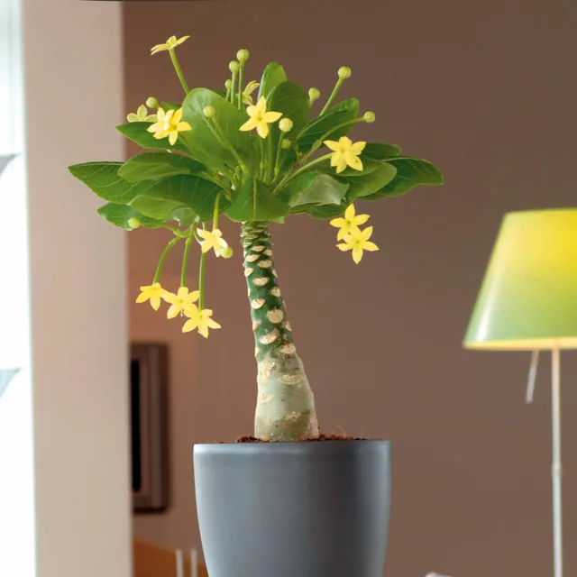 Bakker Plantes d'intérieur Palmier Hawaien plante 2 pots 12cm