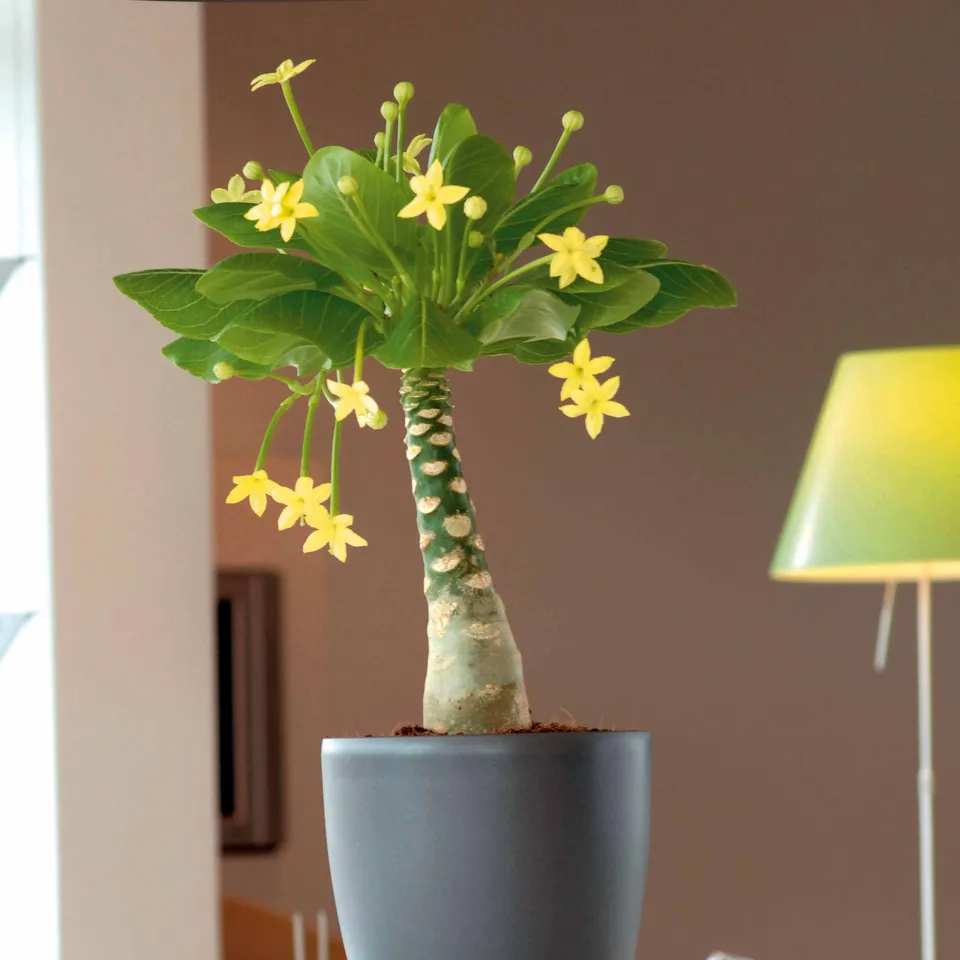 Bakker Plantes d'intérieur Palmier Hawaien plante 2 pots 12cm