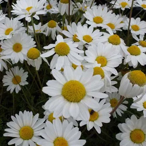 Bakker Plantes vivaces camomille Karpatenschnee pot Ø9cm blanche