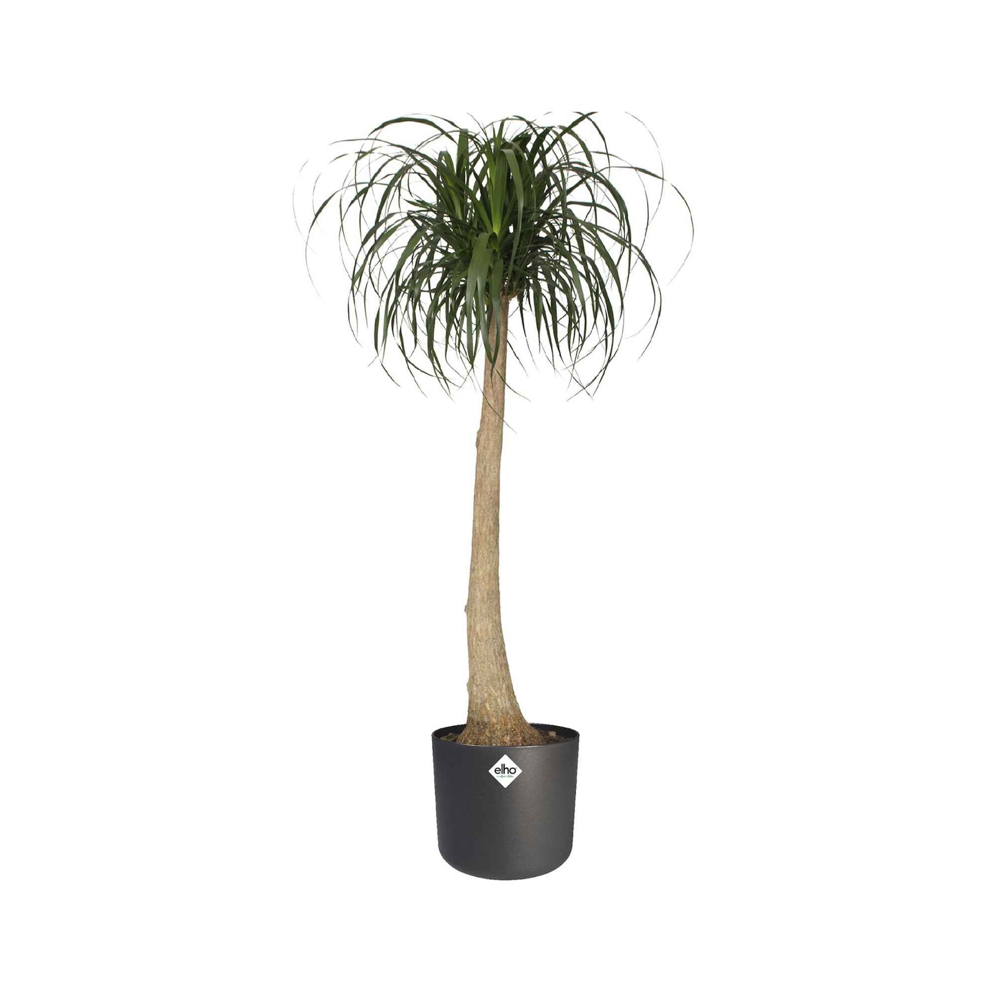 Elho B.for Soft pot rond cache-pot Ø14cm anthracite