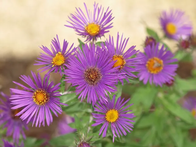 Passion Vivaces Aster novae-angliae Evensong aster godet violet